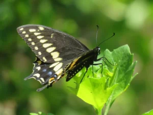 black and yellow butterfly identification