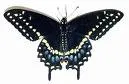 black swallowtail