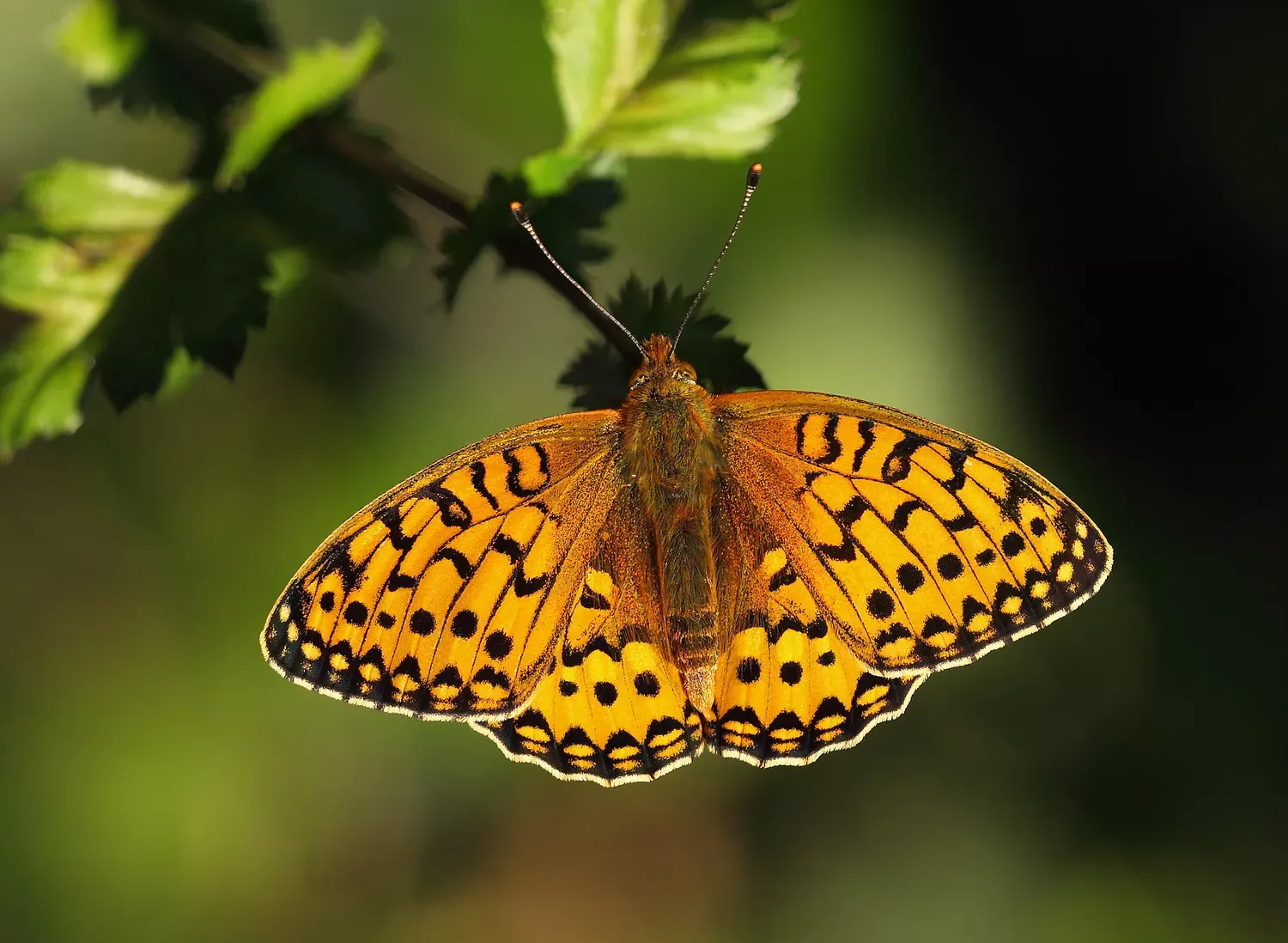 brush footed butterflies (family nymphalidae) brush footed butterflies (family nymphalidae)