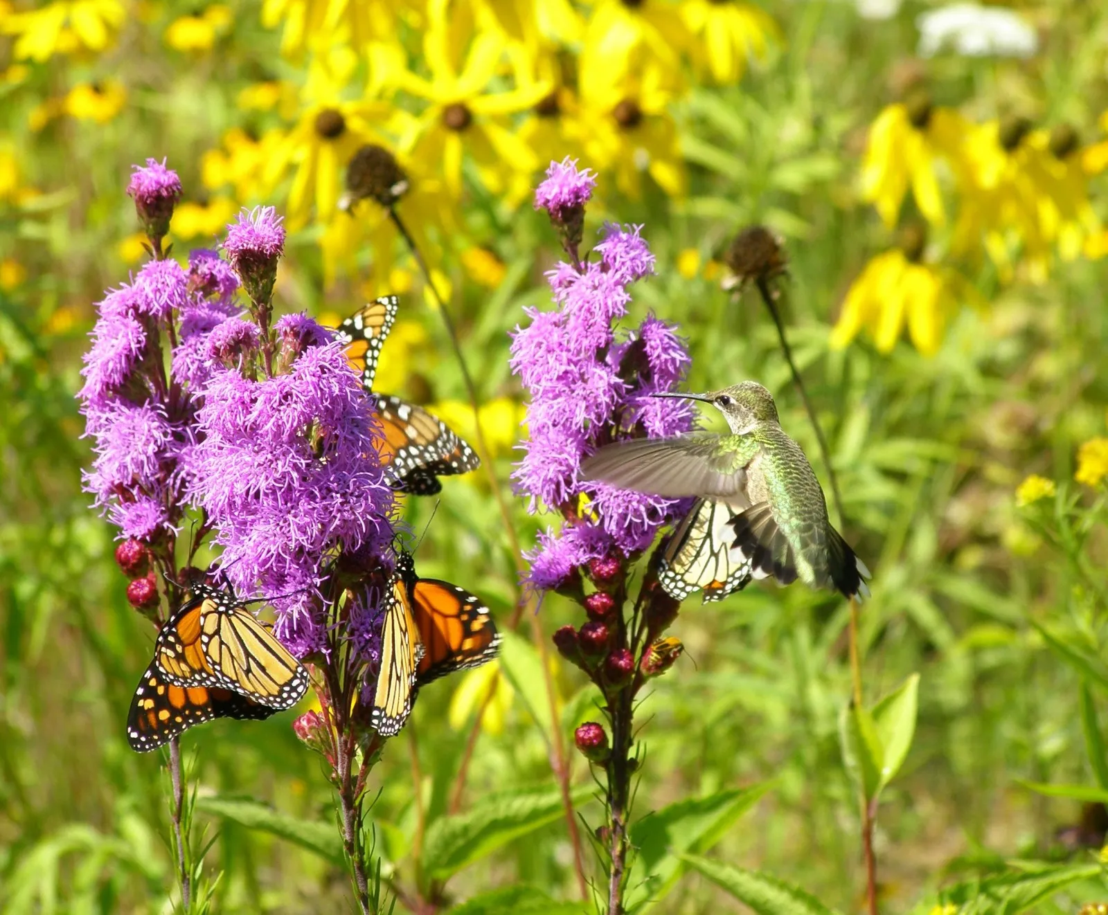 butterfly habitat (1)