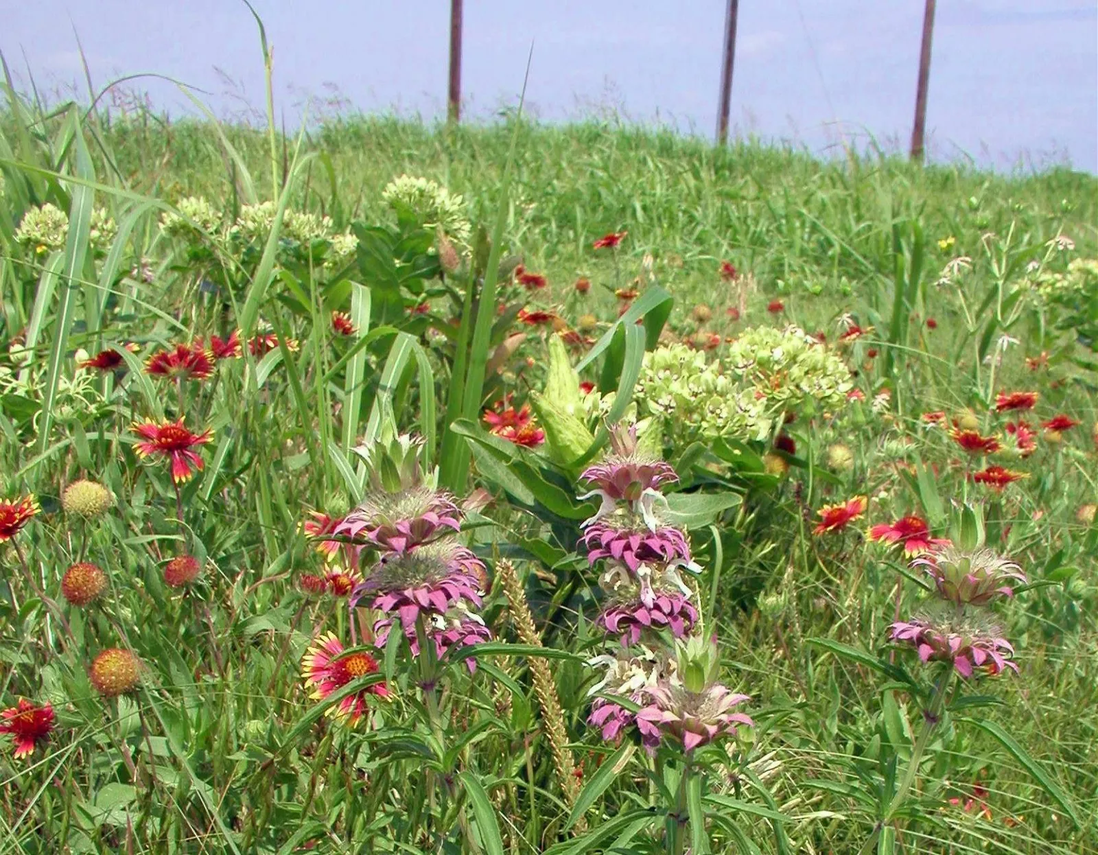 butterfly habitat (2)