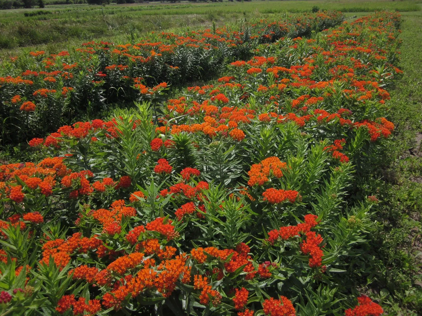 butterfly habitat (3)
