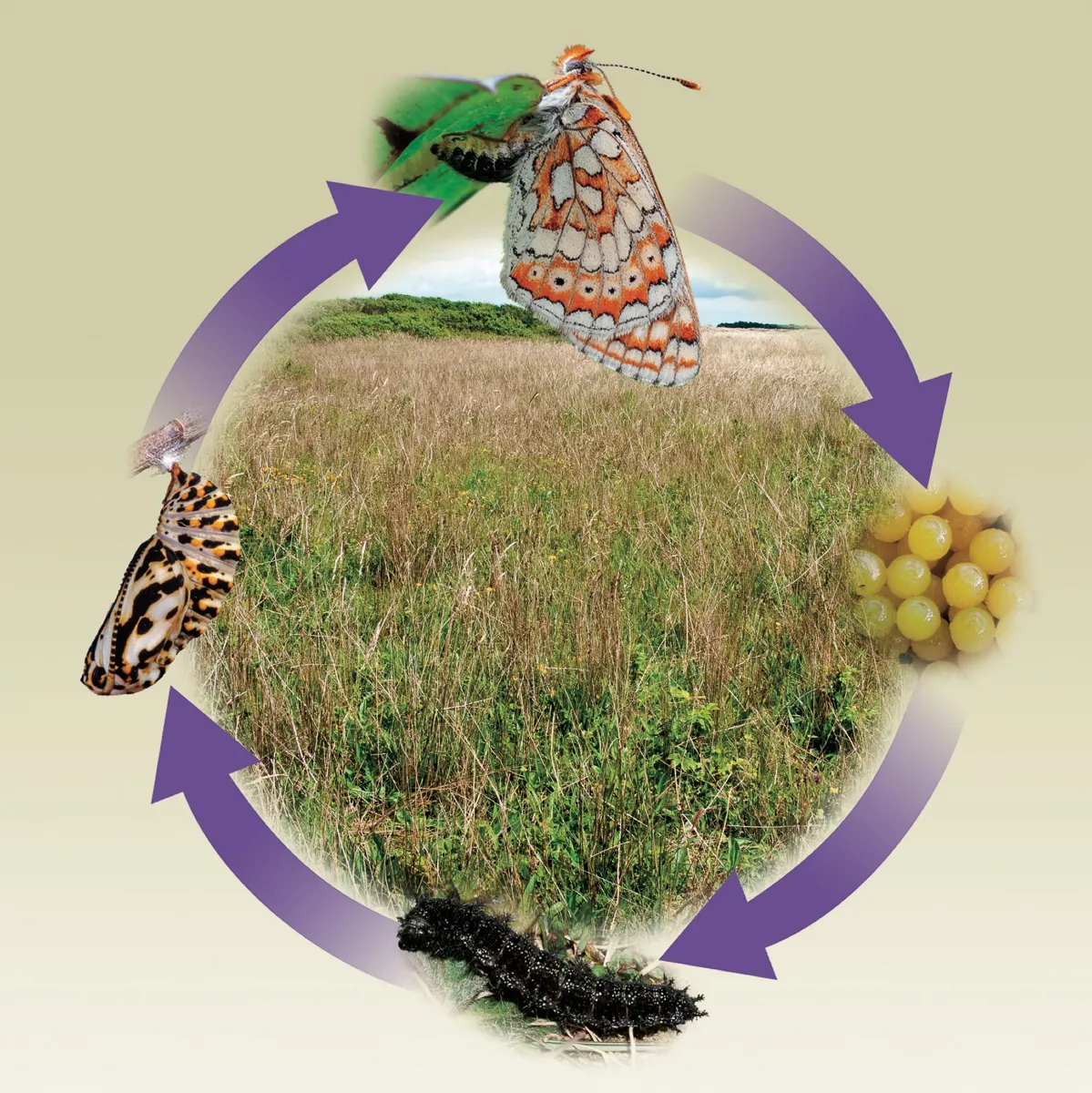 butterfly habitat (4)