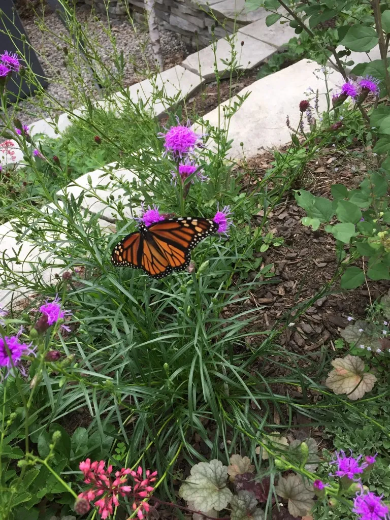 butterfly host plants (10)