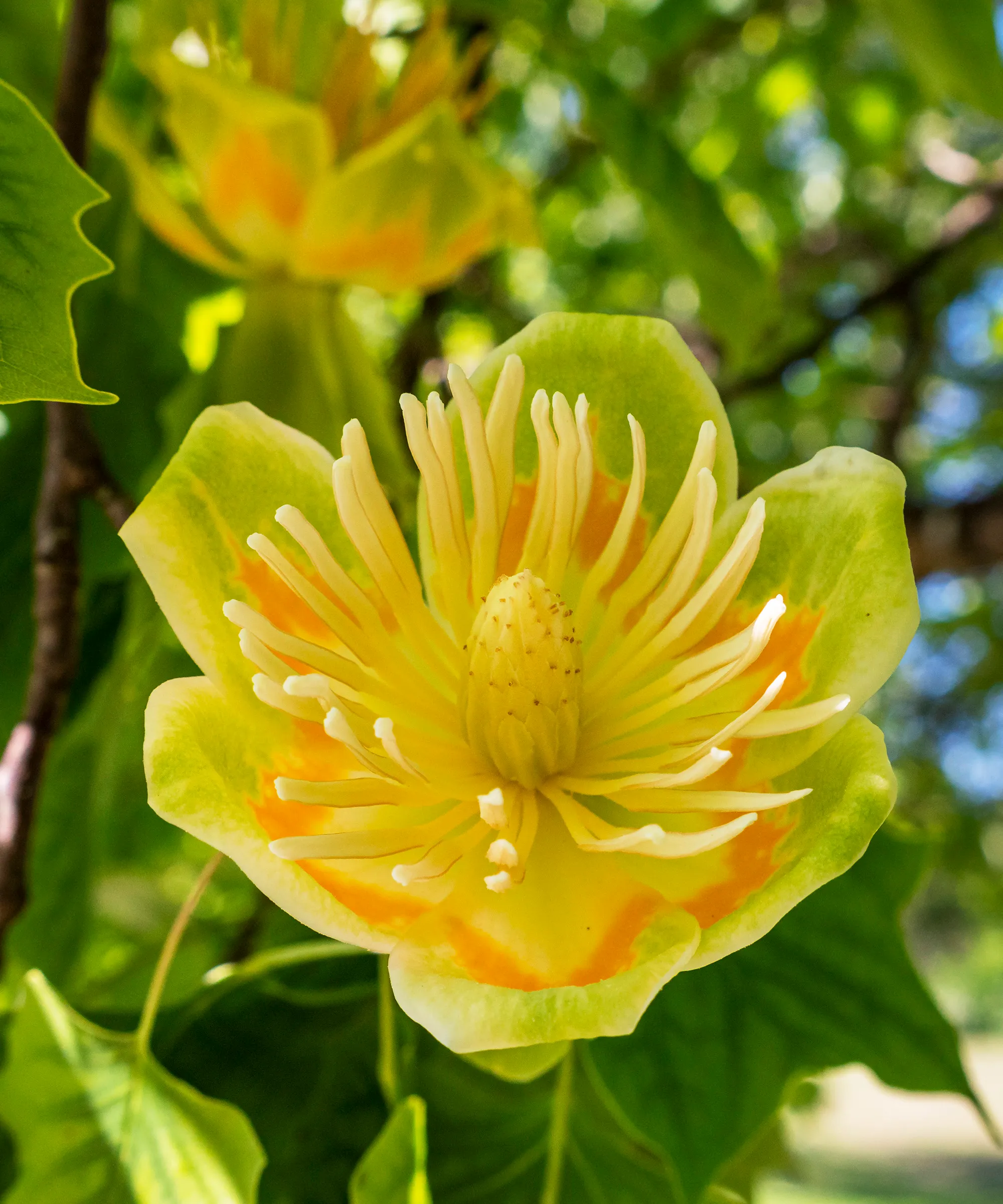 butterfly host plants (2)