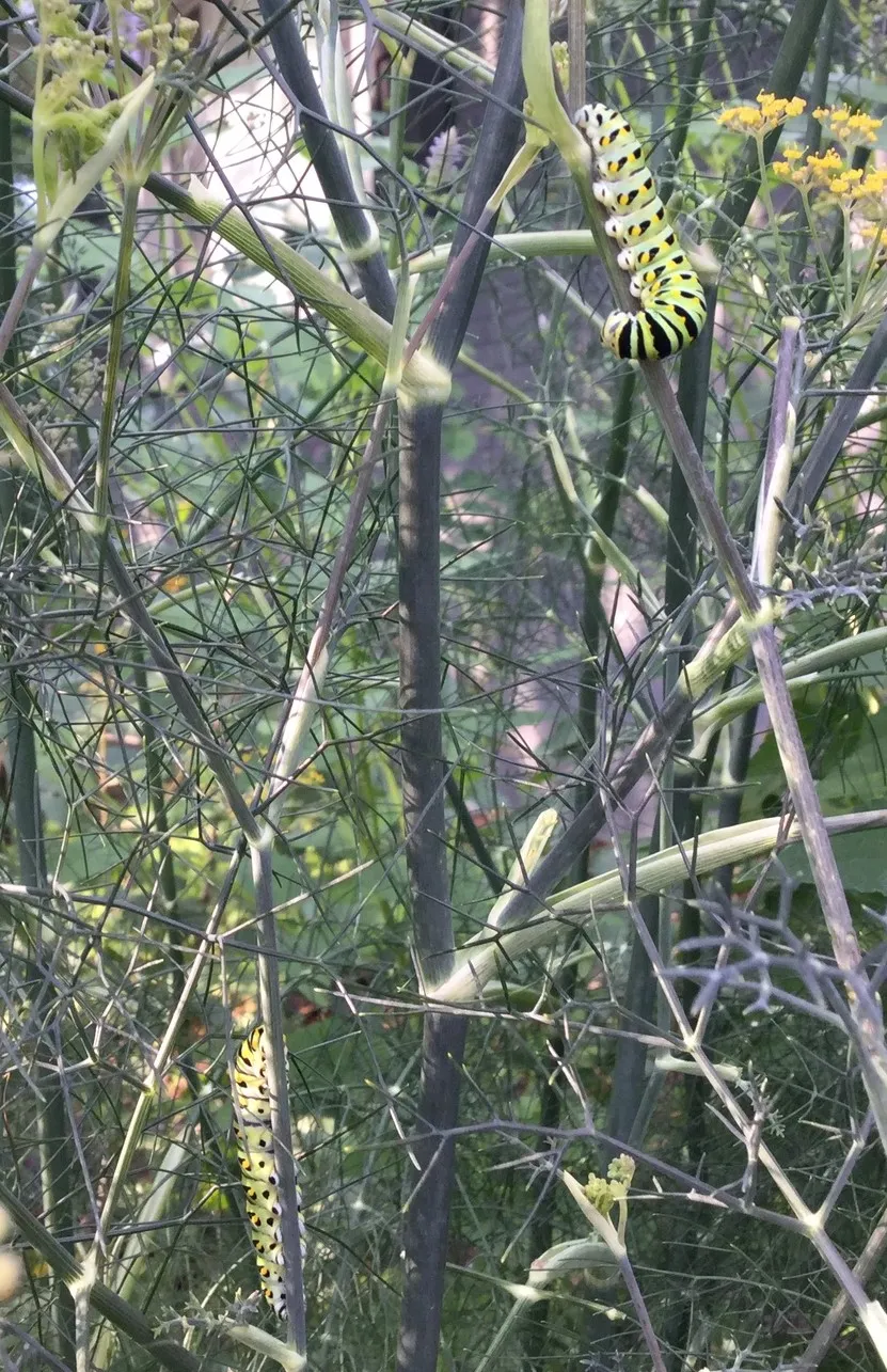 butterfly host plants (6)