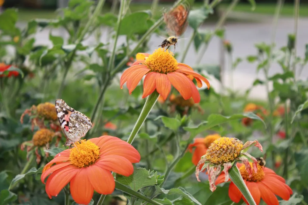 butterfly host plants (7)