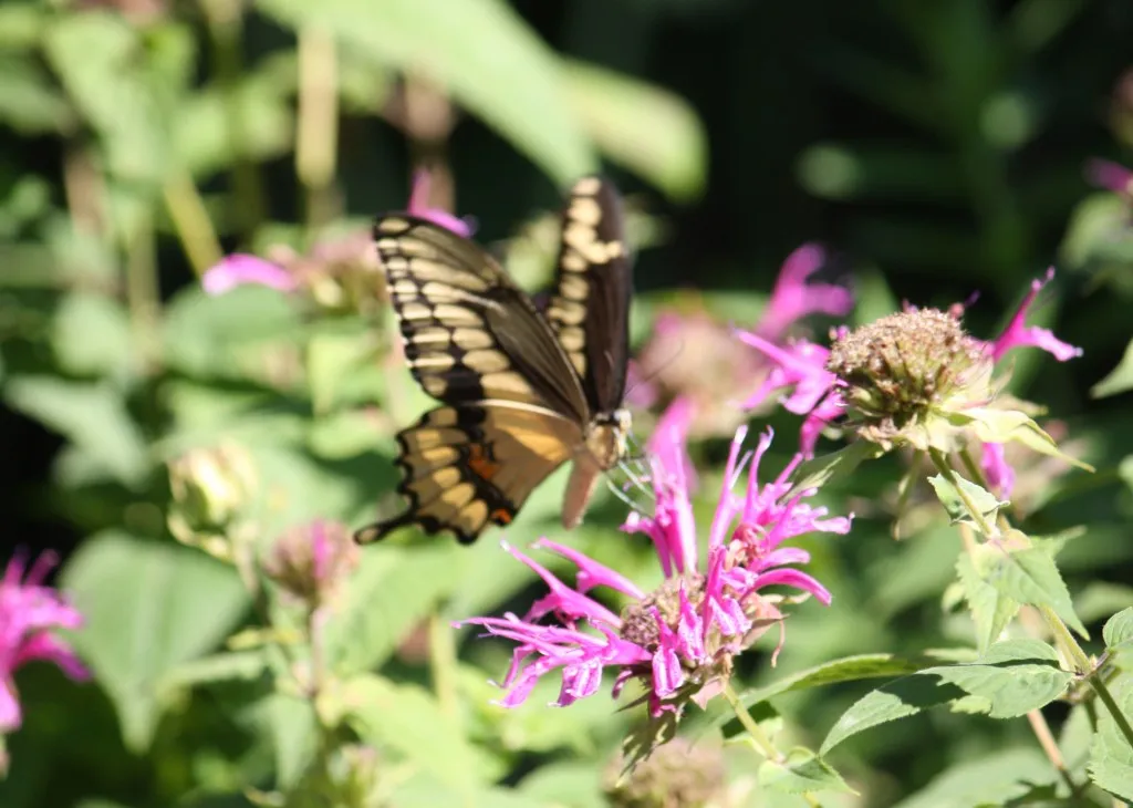 butterfly host plants (8)