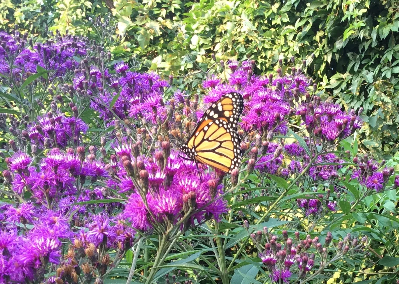 butterfly host plants (9)