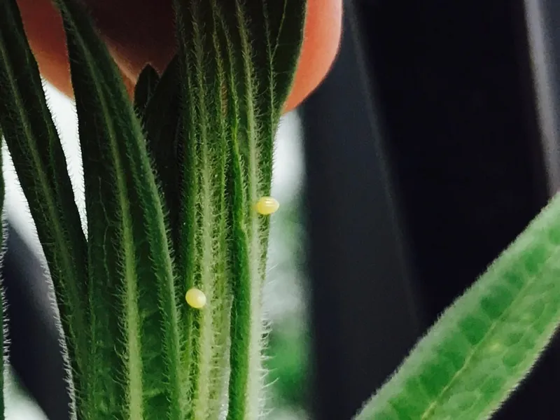 butterfly metamorphosis (1)