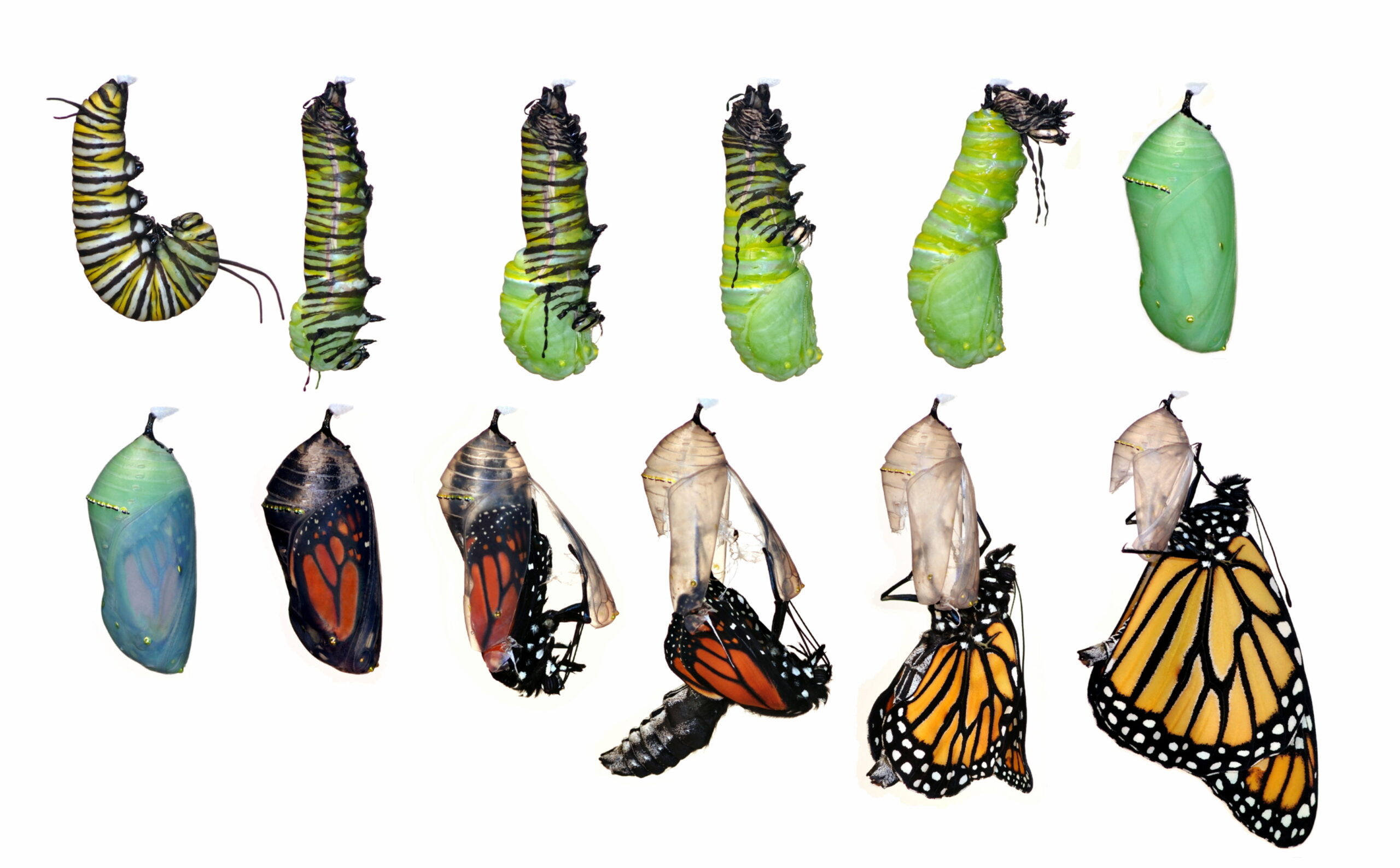 butterfly metamorphosis (1)