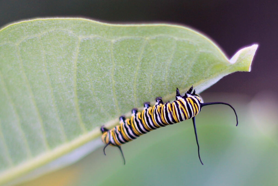 butterfly metamorphosis (1)