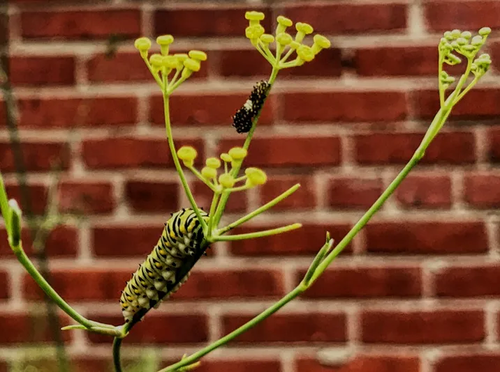 butterfly metamorphosis (2)