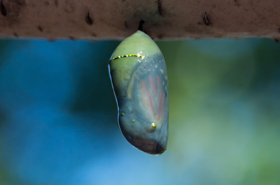 butterfly metamorphosis (2)