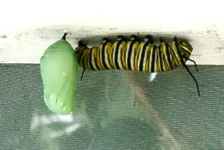 butterfly metamorphosis (3)