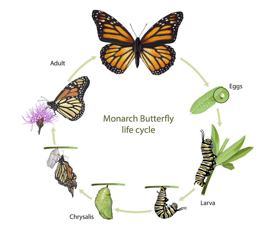 butterfly metamorphosis