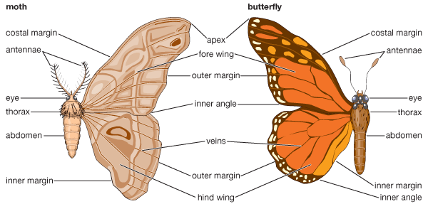 butterfly vs moth differences (1)
