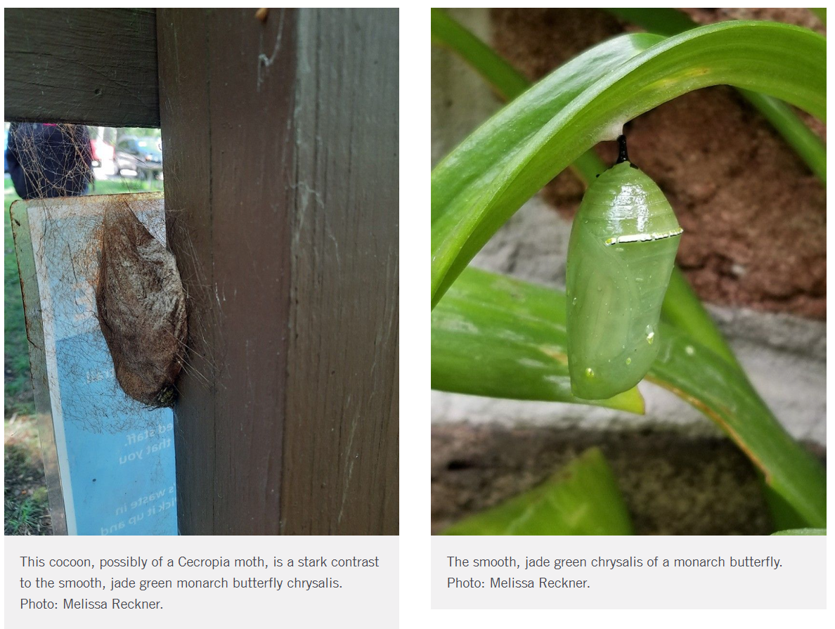 butterfly vs moth differences (1)