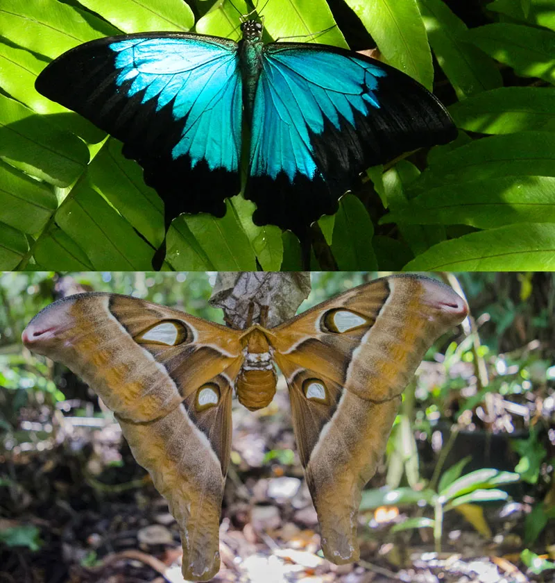 butterfly vs moth differences (10)
