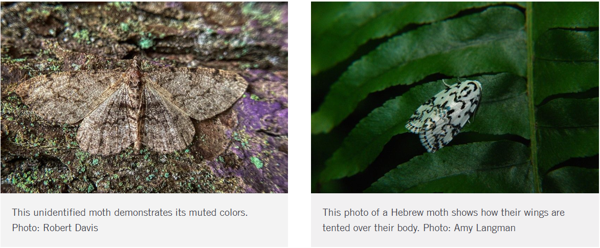 butterfly vs moth differences (2)
