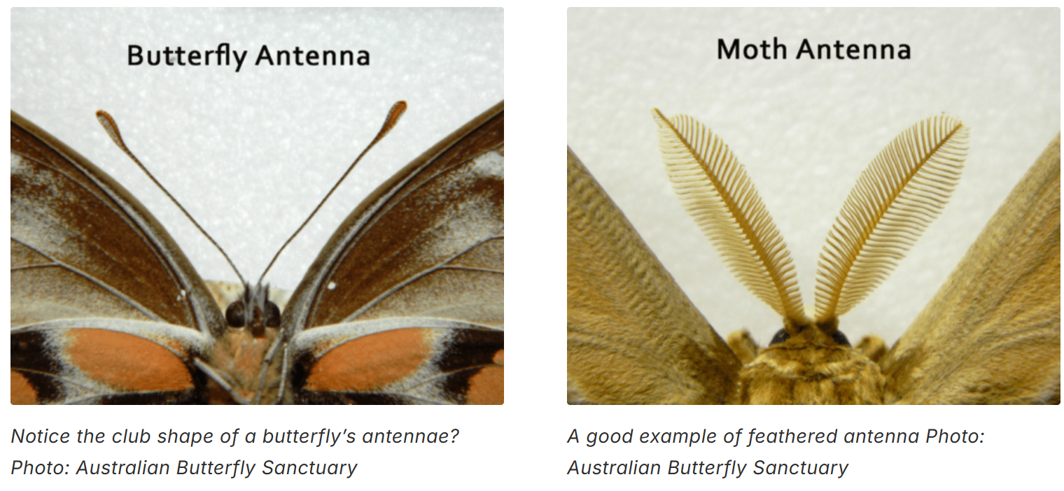 butterfly vs moth differences (3)