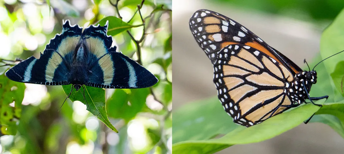 butterfly vs moth differences (4)