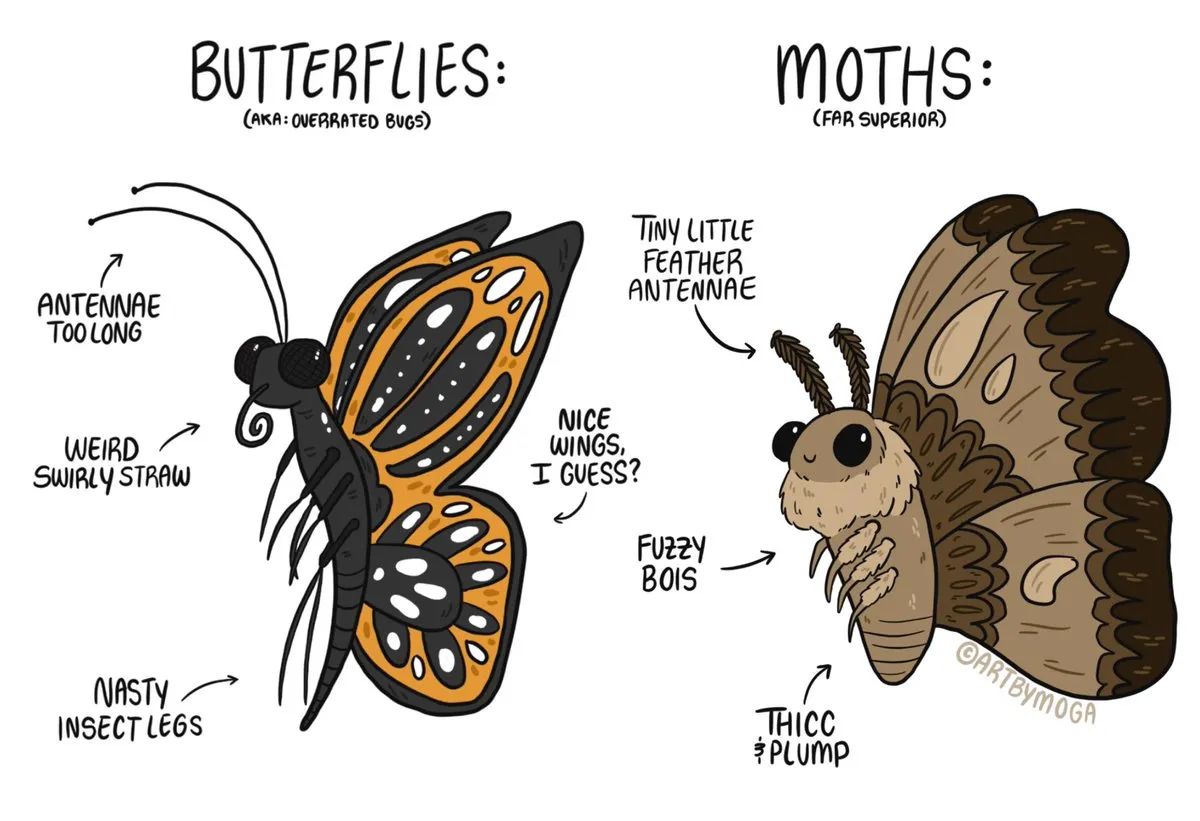 butterfly vs moth differences (5)