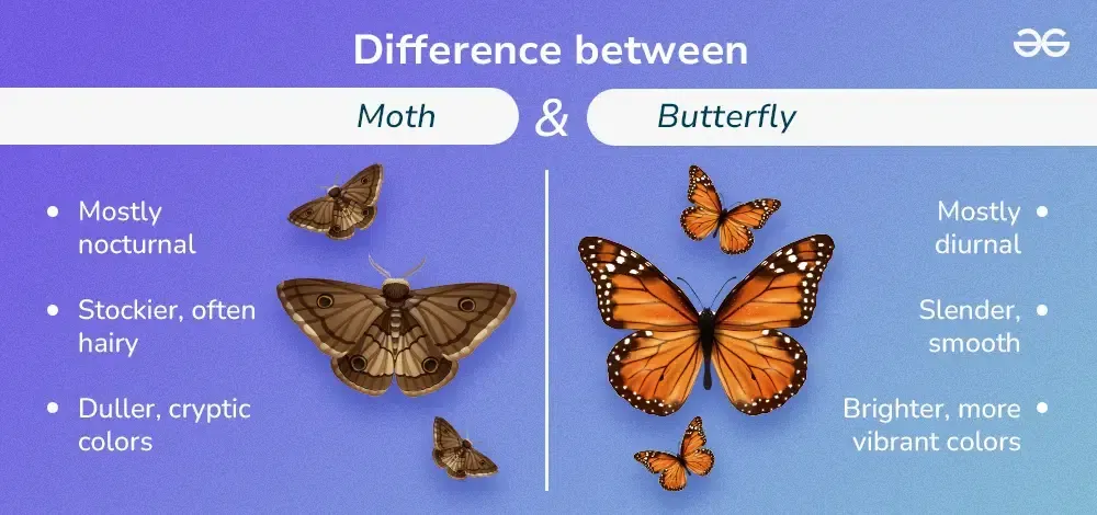 butterfly vs moth differences (6)
