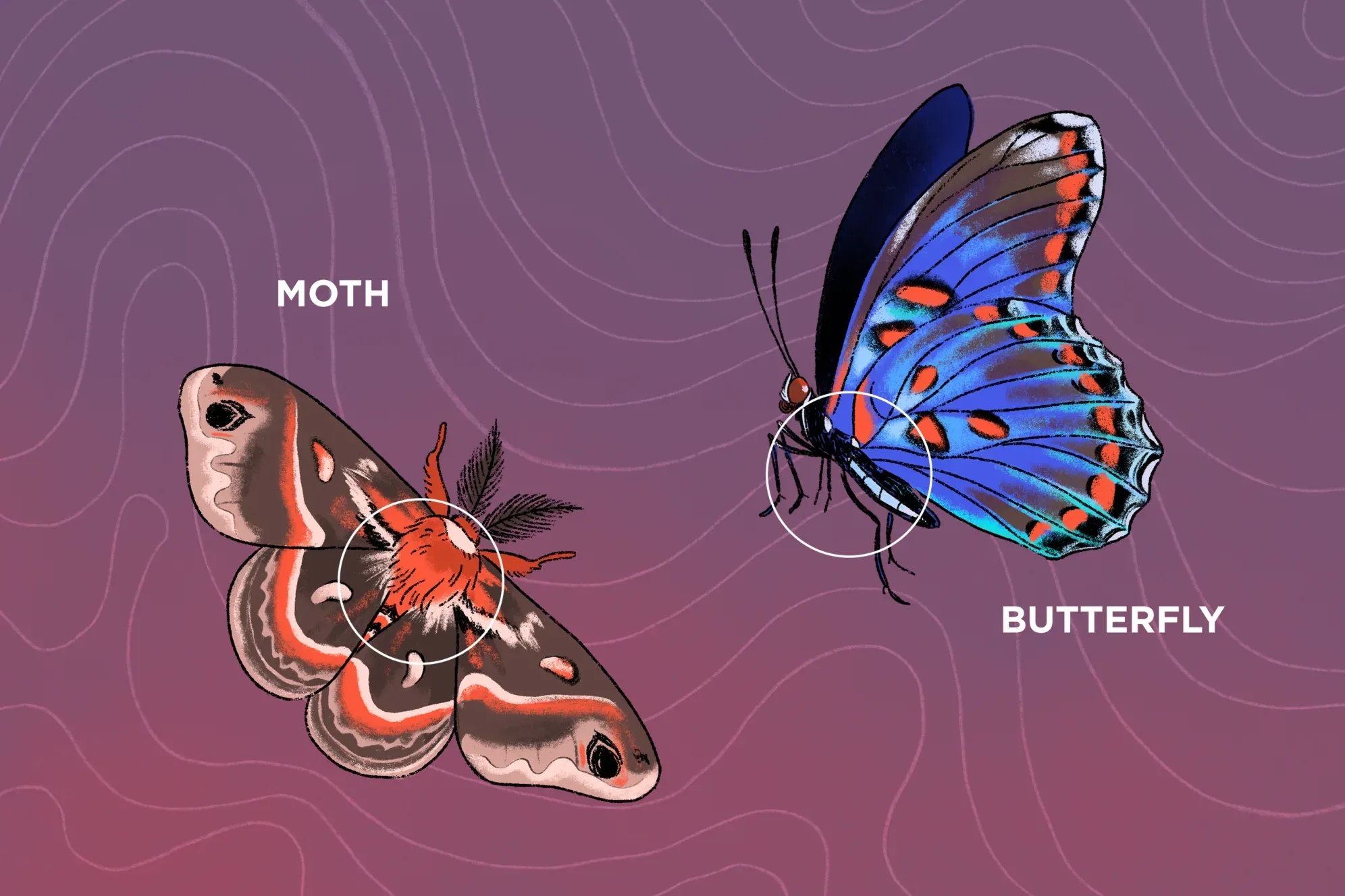 butterfly vs moth differences (7)
