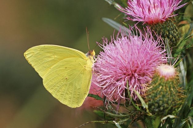 cloudless sulphur cloudless sulphur