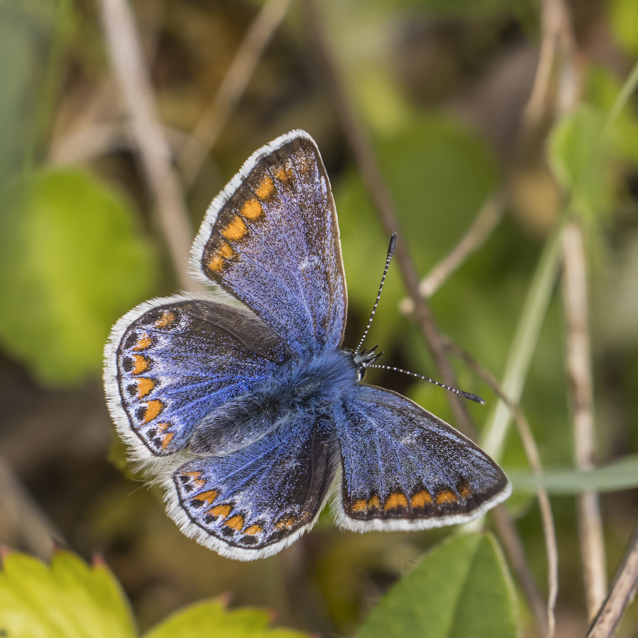 common blue butterfly (1)