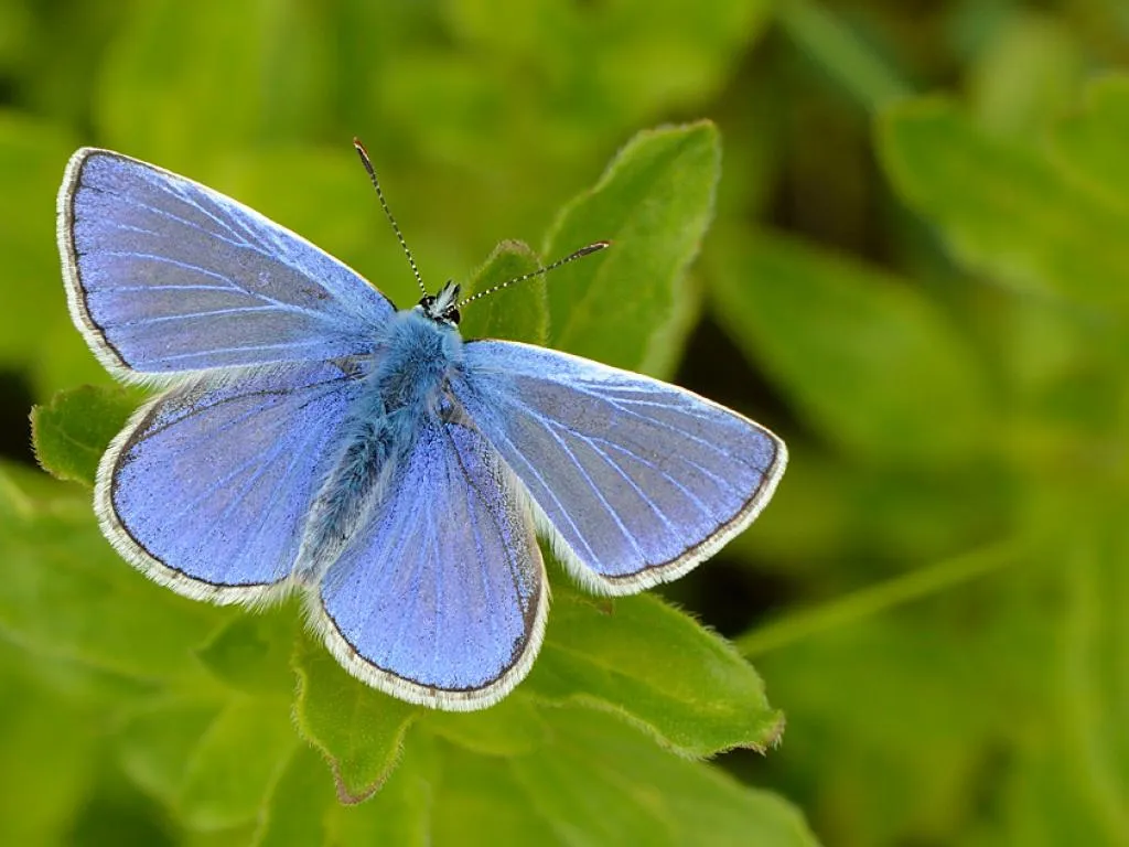 common blue butterfly (1)