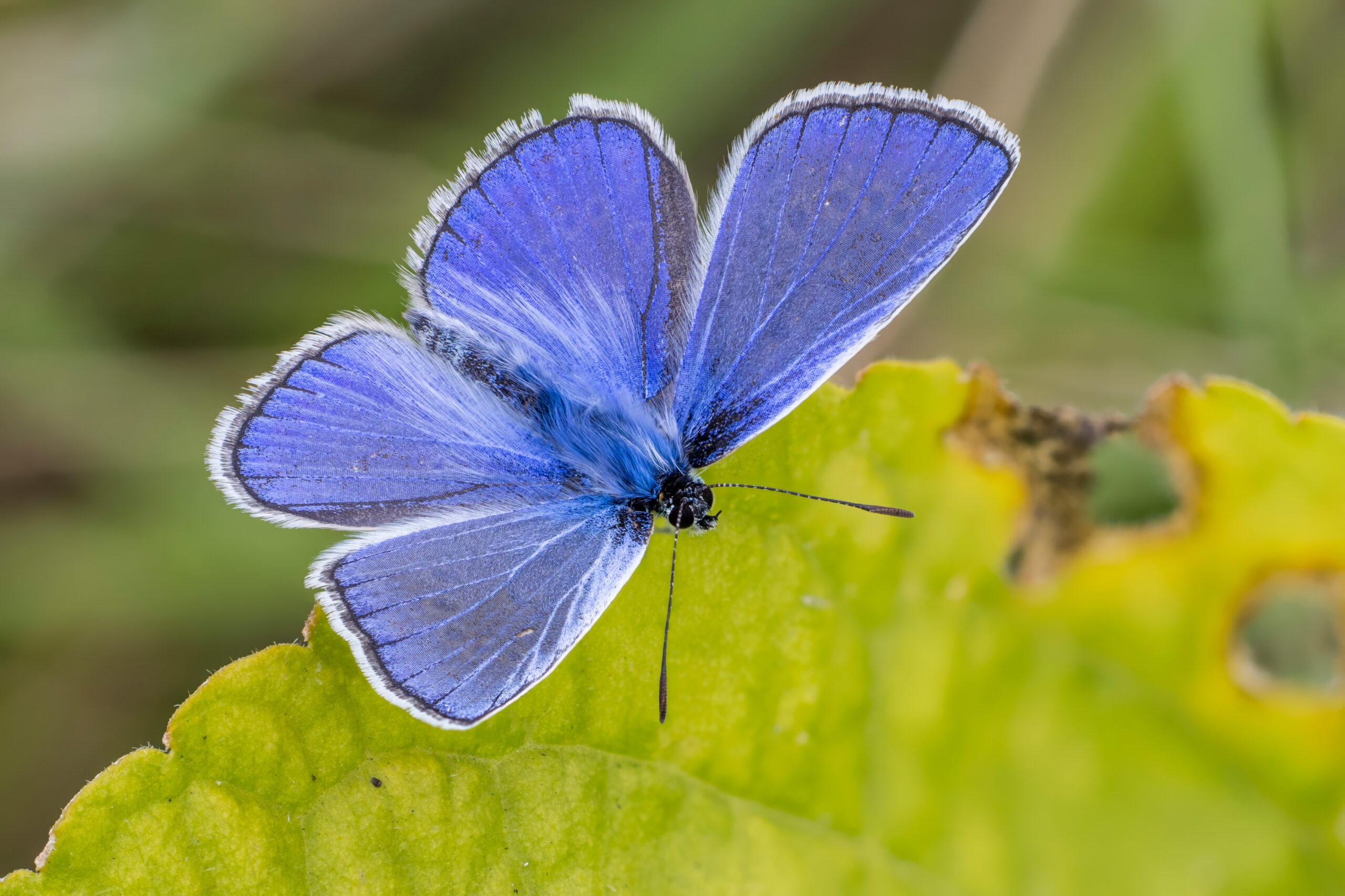 common blue butterfly (2)