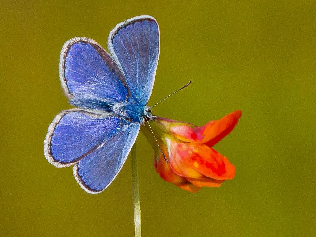 common blue butterfly (2)