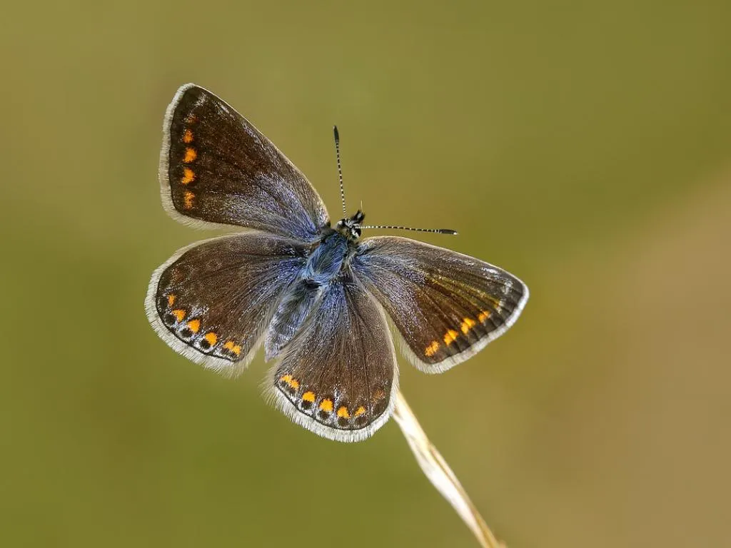 common blue butterfly (3)