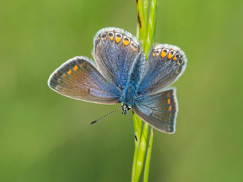 common blue butterfly (4)