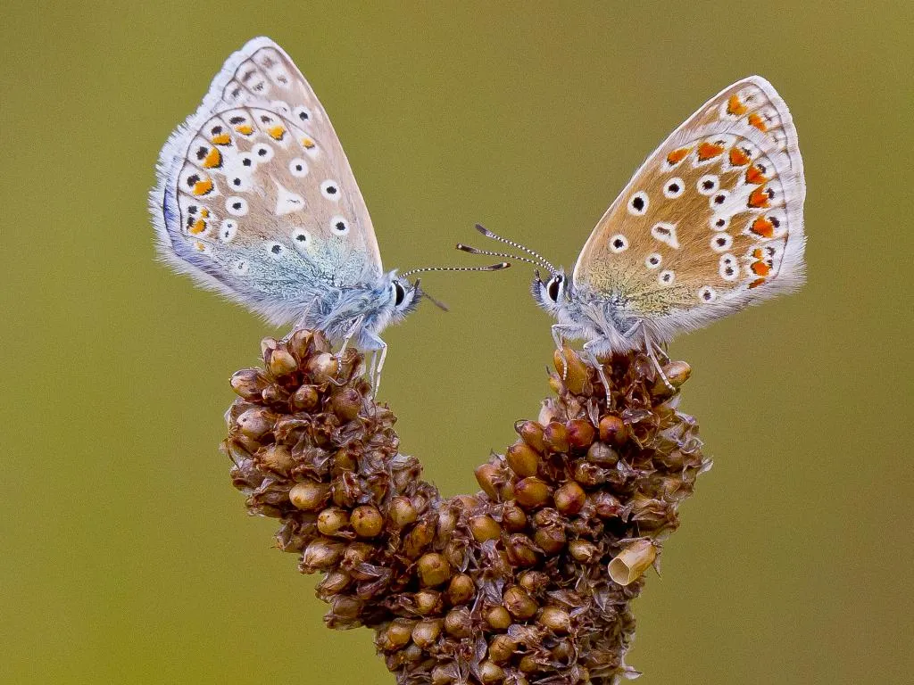common blue butterfly (5)