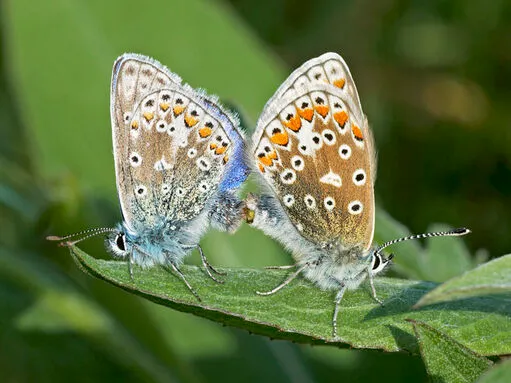 common butterflies in the uk