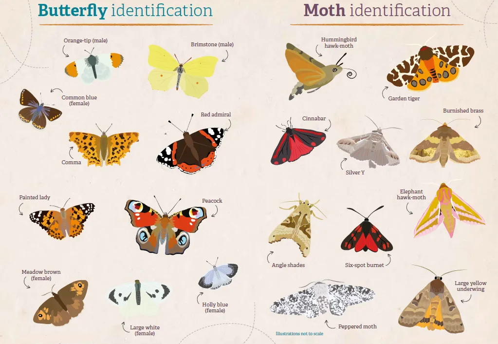 common butterflies in the uk