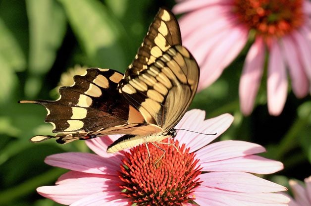giant swallowtail giant swallowtail