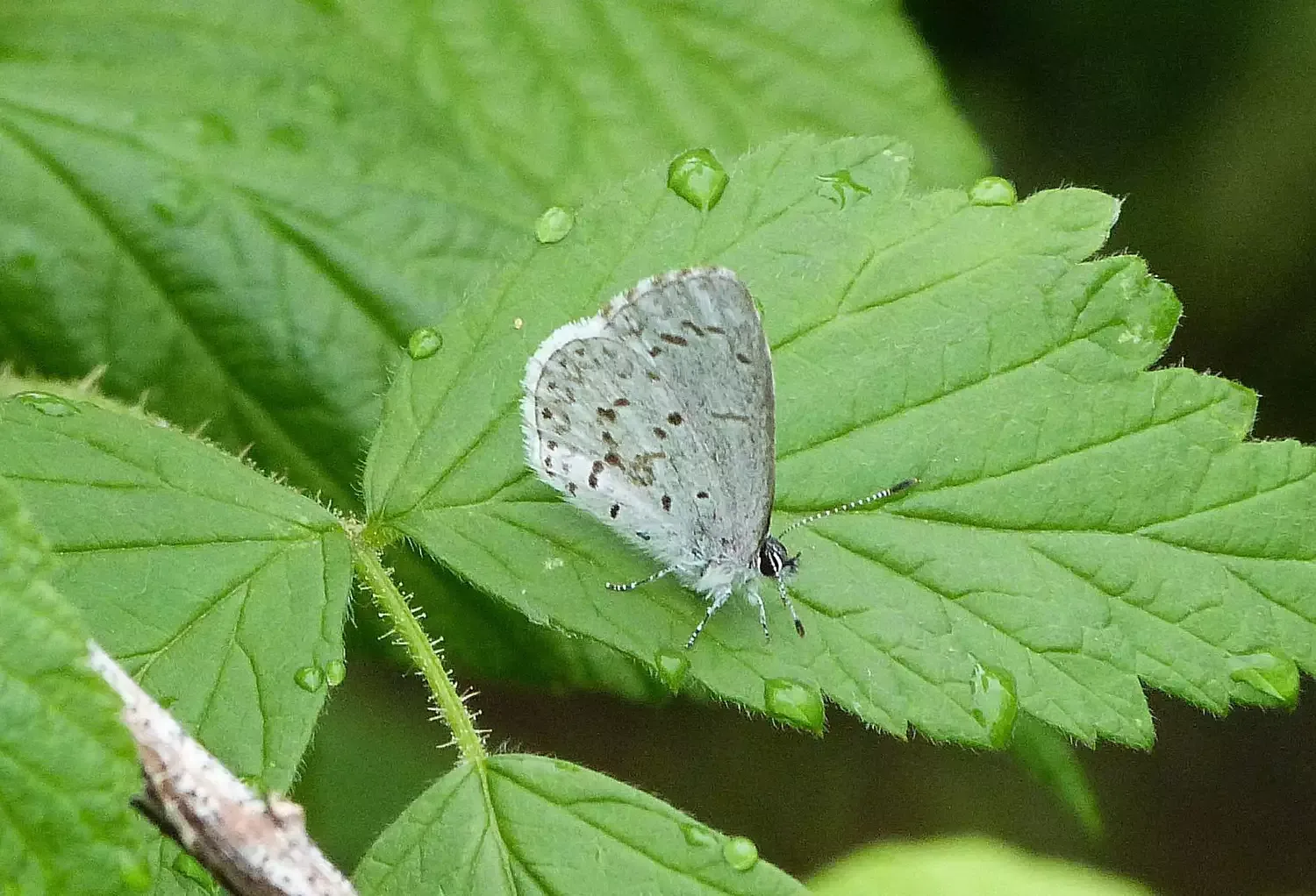 gossamer winged butterflies (family lycaenidae) gossamer winged butterflies (family lycaenidae)