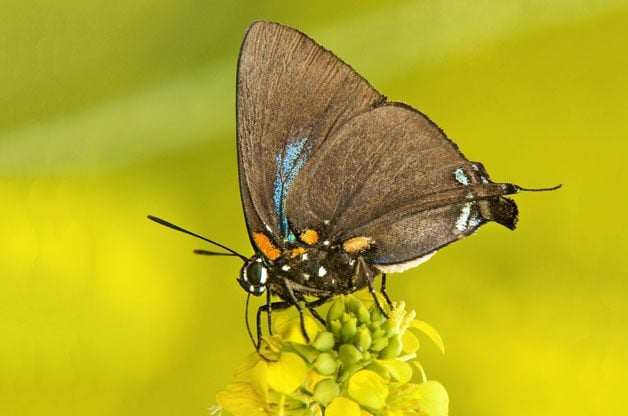 great purple hairstreak great purple hairstreak