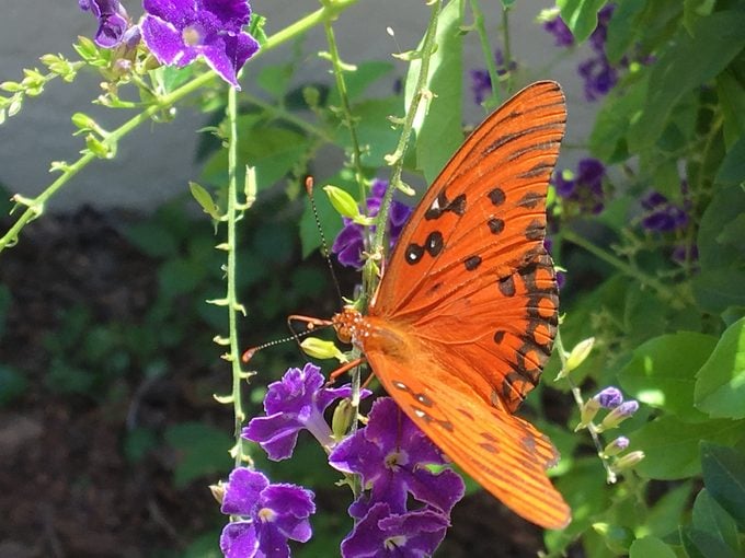 gulf fritillary gulf fritillary