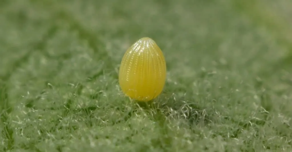 how long does a butterfly live (3)