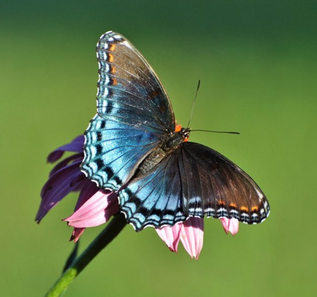 how to identify a butterfly easy tips for beginners and backyard gardeners (1)