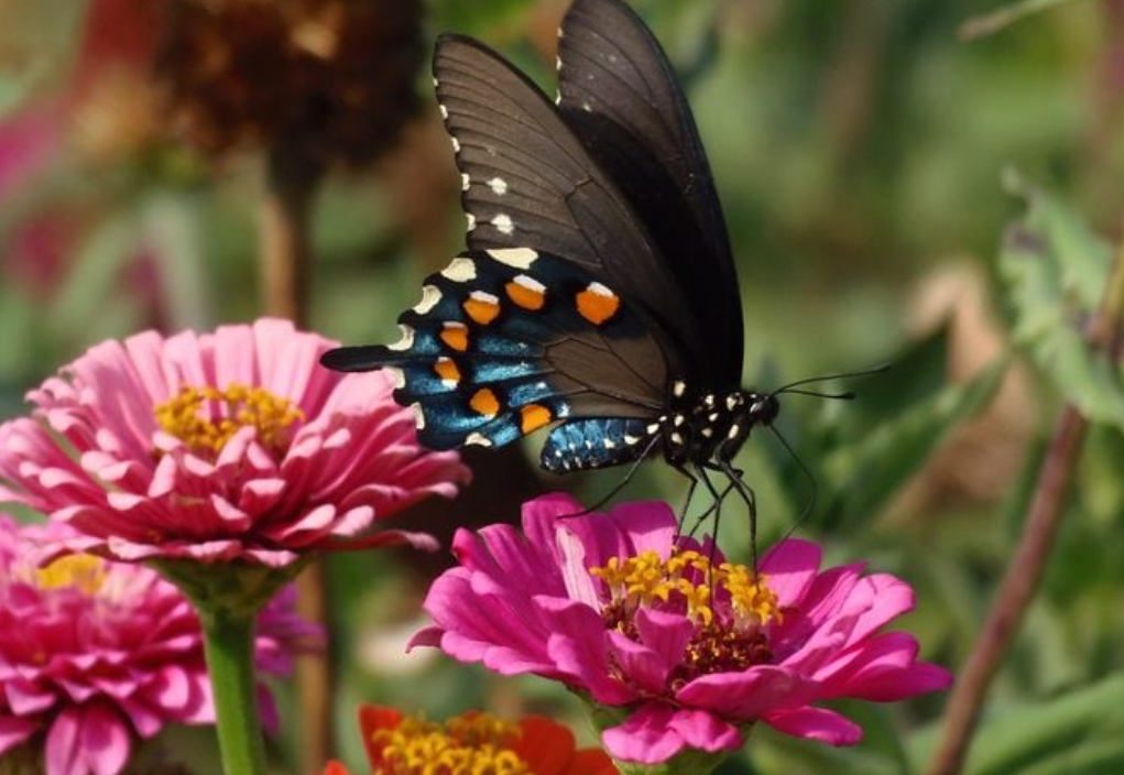 how to identify a butterfly easy tips for beginners and backyard gardeners (2)