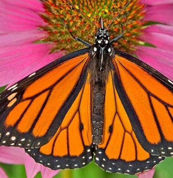 how to identify a butterfly easy tips for beginners and backyard gardeners (3)