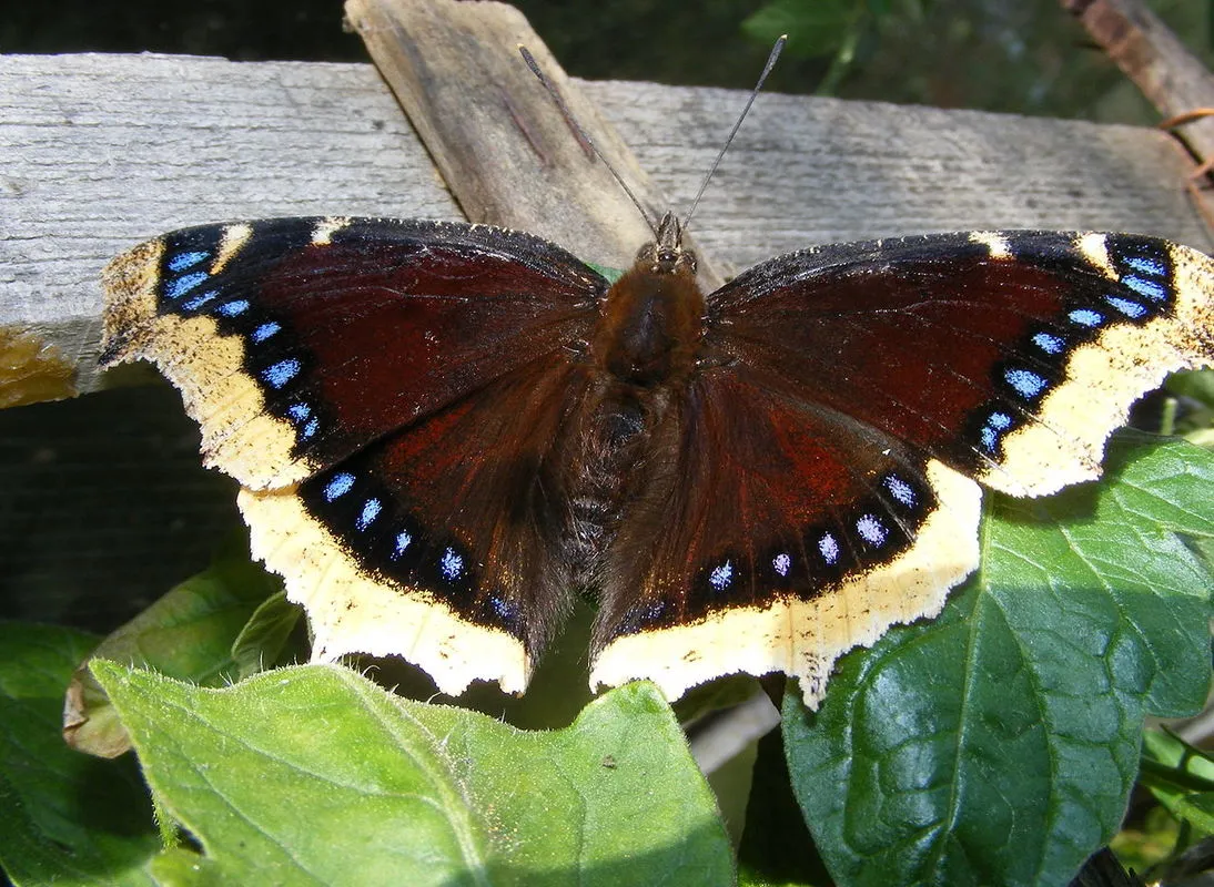 how to identify a butterfly easy tips for beginners and backyard gardeners (3)