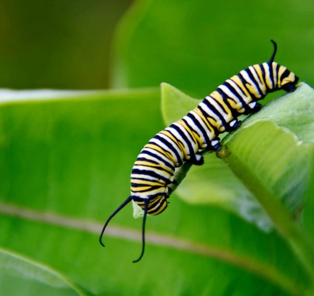 how to identify a butterfly easy tips for beginners and backyard gardeners (4)