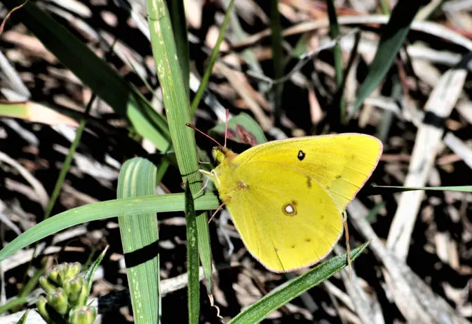 how to identify a butterfly easy tips for beginners and backyard gardeners (5)